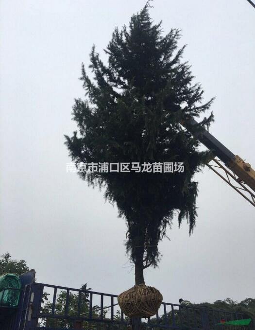 南京雪松報價 優質南京雪松供貨商 雪松報價 雪松基地實照