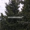 實生銀杏樹（我提供綠色，你種植希望）