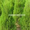 園林綠化側柏樹苗 千頭柏樹苗 側柏小苗 側柏苗圃 側柏價格