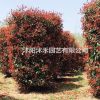 紅葉石楠柱