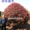 紅葉石楠精品大球（單桿球）