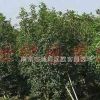 供應小桂花價格、大桂花價格、桂花樹苗價格