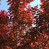 6-17CM紅葉李