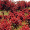 紅葉石楠球高120CM