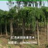 15公分龍爪槐