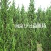 最新的龍柏價格報價資訊