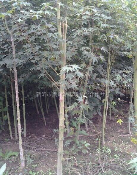 雞爪槭，江蘇雞爪槭，雞爪槭價格，雞爪槭供應，雞爪槭圖片