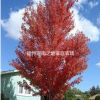 美國紅楓2-4公分出售20000棵