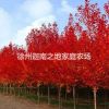 江蘇徐州供應美國紅楓地徑2-3公分