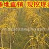 基地直銷黃槐 黃金槐 金枝槐 量大從優 金枝槐價格 黃金槐基地