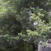香樟行情報價\香樟圖片展示