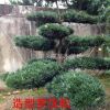 羅漢松，羅漢松價格，羅漢松供應，羅漢松圖片，湖南造型羅漢松