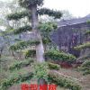 榆樹，造型榆樹價格，2014年榆樹價格，榆樹價格，造型榆樹