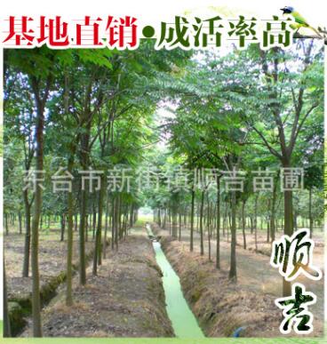 東臺順吉苗圃供應黃山欒樹 環保多用途工程園林綠化樹 量大從優