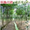 東臺順吉苗圃供應黃山欒樹 環保多用途工程園林綠化樹 量大從優