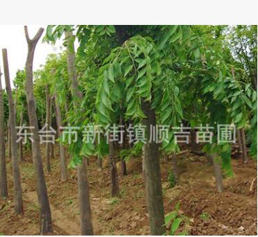 東臺順吉苗圃供應綠化苗木 珍貴防噪防塵高大綠蔭濃密櫸樹