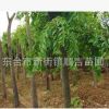 東臺順吉苗圃供應綠化苗木 珍貴防噪防塵高大綠蔭濃密櫸樹