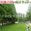 東臺順吉苗圃供應水杉樹苗水杉綠化苗耐水濕速生水杉苗