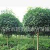 東臺順吉苗圃供應高桿大葉女貞綠化工程苗樹苗行道樹可考察