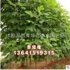 馬褂木產(chǎn)地 供應(yīng)鵝掌楸樹 工程用苗 優(yōu)秀行道樹馬褂木