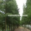 大量提供湖南優(yōu)質(zhì)落羽杉