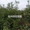 湖南株洲，h80-100-120-150法國冬青
