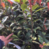專業供應30冠幅兩年生最新金華紅葉石楠價格表批發營養杯苗產地大杯苗