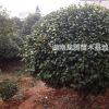 精品大茶花球、茶花、七星茶花小苗
