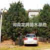 一批出土30公分開量10公分垃圾羅漢松，15公分垃圾羅漢松樹