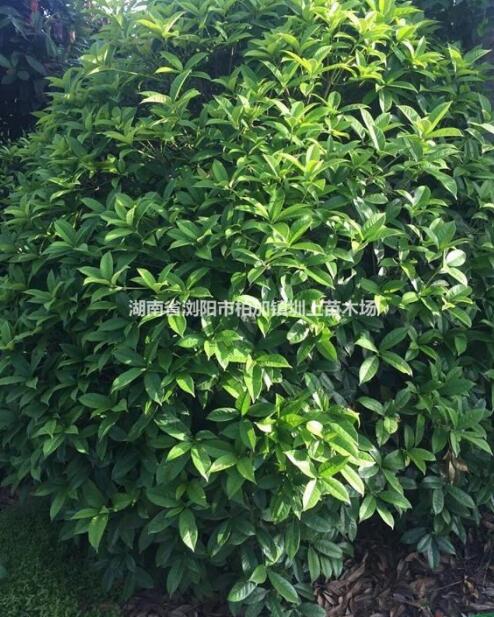 精品桂花球 瀏陽市澤云苗木種植專業(yè)合作社桂花球供應