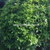 精品桂花球 瀏陽(yáng)市澤云苗木種植專業(yè)合作社桂花球供應(yīng)