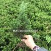 供應湖南龍柏,龍柏小苗