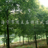 供應(yīng)各種規(guī)格移栽香樟