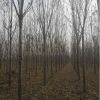 大小規格速生白蠟4基地