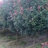 紅葉石楠樹苗批發綠化苗木庭院花壇綠籬四季常青樹苗優質樹苗批發