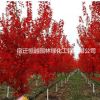 大量供應美國紅楓規格齊全