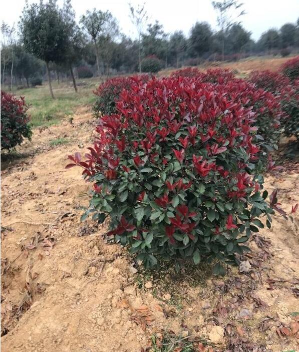 供應美國紅楓，娜塔櫟，各種地被植物和各種草花植物