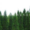 供應蜀檜、蜀檜球