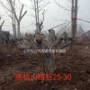山東臨沂供應(yīng)25-30公分山楂樹(shù)