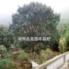 常州地區(qū)廣玉蘭