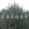 白皮松