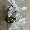 供應(yīng)銀葉菊，美女櫻，波斯菊，大濱菊等