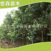 供應(yīng)批發(fā) 大葉女貞樹 行道綠化 規(guī)格齊全 量大優(yōu)惠