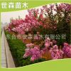 批發紫薇樹苗 紅花紫薇樹苗 紫薇 綠化苗木 規格齊全