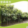 長期供應(yīng)枇杷苗 各種規(guī)格齊全 枇杷樹苗 庭院盆栽地栽果樹苗