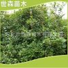 供應(yīng)綠化苗木 紅葉石楠球 紅葉石楠柱 紅葉石楠 綠化工程 風(fēng)景樹