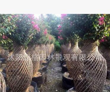 批發(fā)叢生紫薇樹(shù)苗 綠化工程 基地 造型紫薇樹(shù)苗百日紅苗規(guī)格齊全