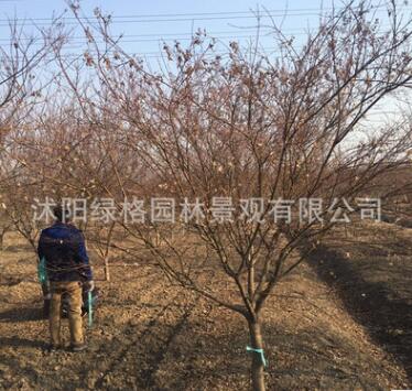 基地批發(fā)雞爪槭樹 綠化工程 雞爪槭樹苗銷售 行道樹 品種齊全