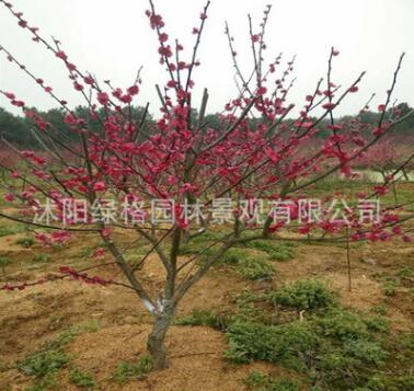 基地紅梅樹(shù)苗價(jià)格 梅花直徑4-5-6-8-10-12-15公分 耐寒觀花綠植
