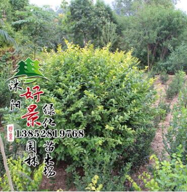 基地供應(yīng)金葉女貞球 批發(fā)綠化球規(guī)格齊全 30-150cm金葉女貞球